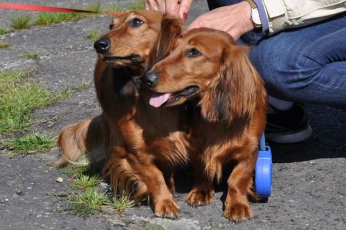 Dziesi�ta wsp�lna wystawa NA’ILI NEFERTUM i NABILI NABIGAIL Kollapsar